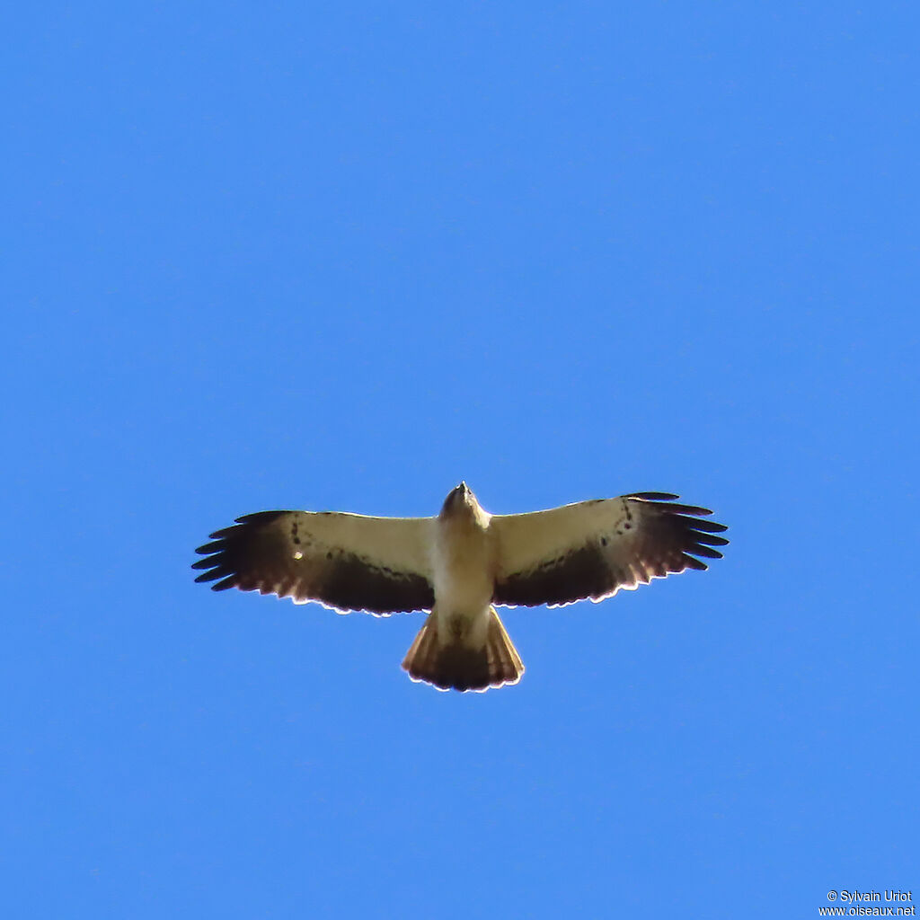 Aigle botté adulte