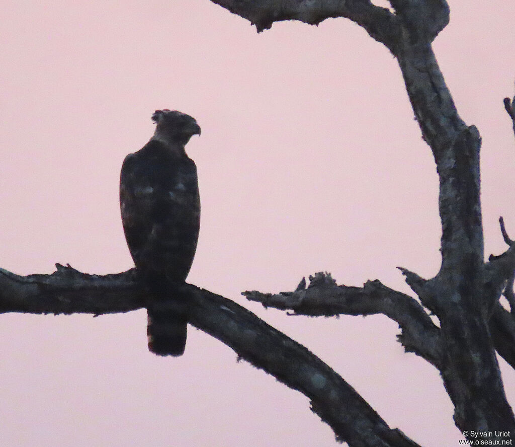 Aigle couronnéadulte