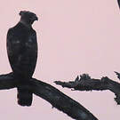 Aigle couronné