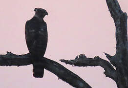 Crowned Eagle