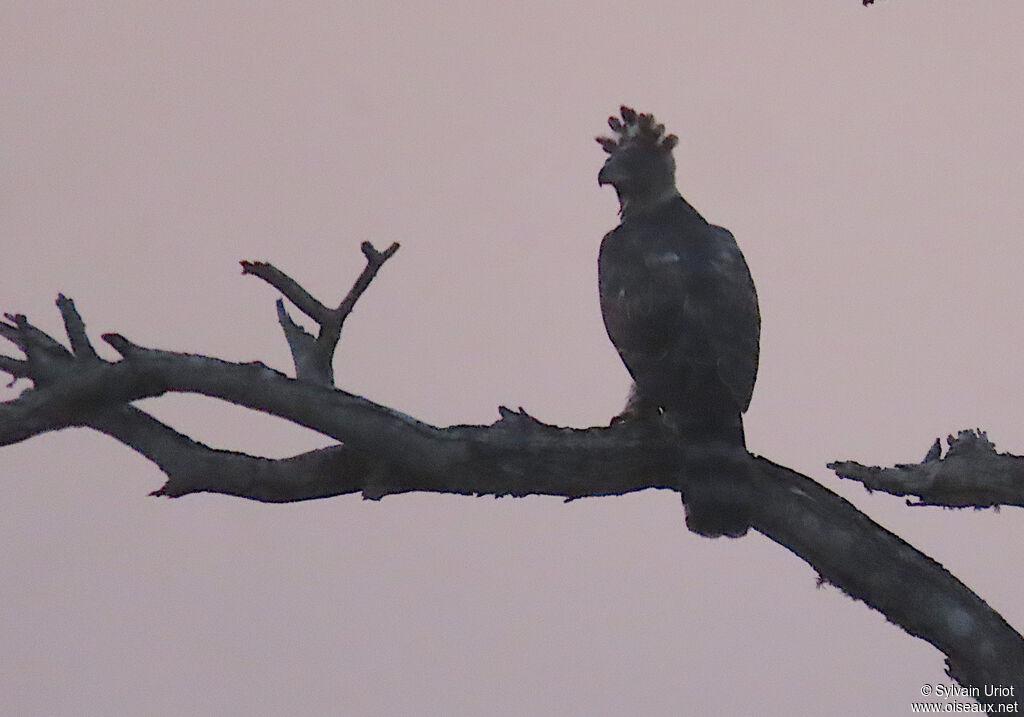 Aigle couronnéadulte