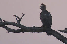 Crowned Eagle