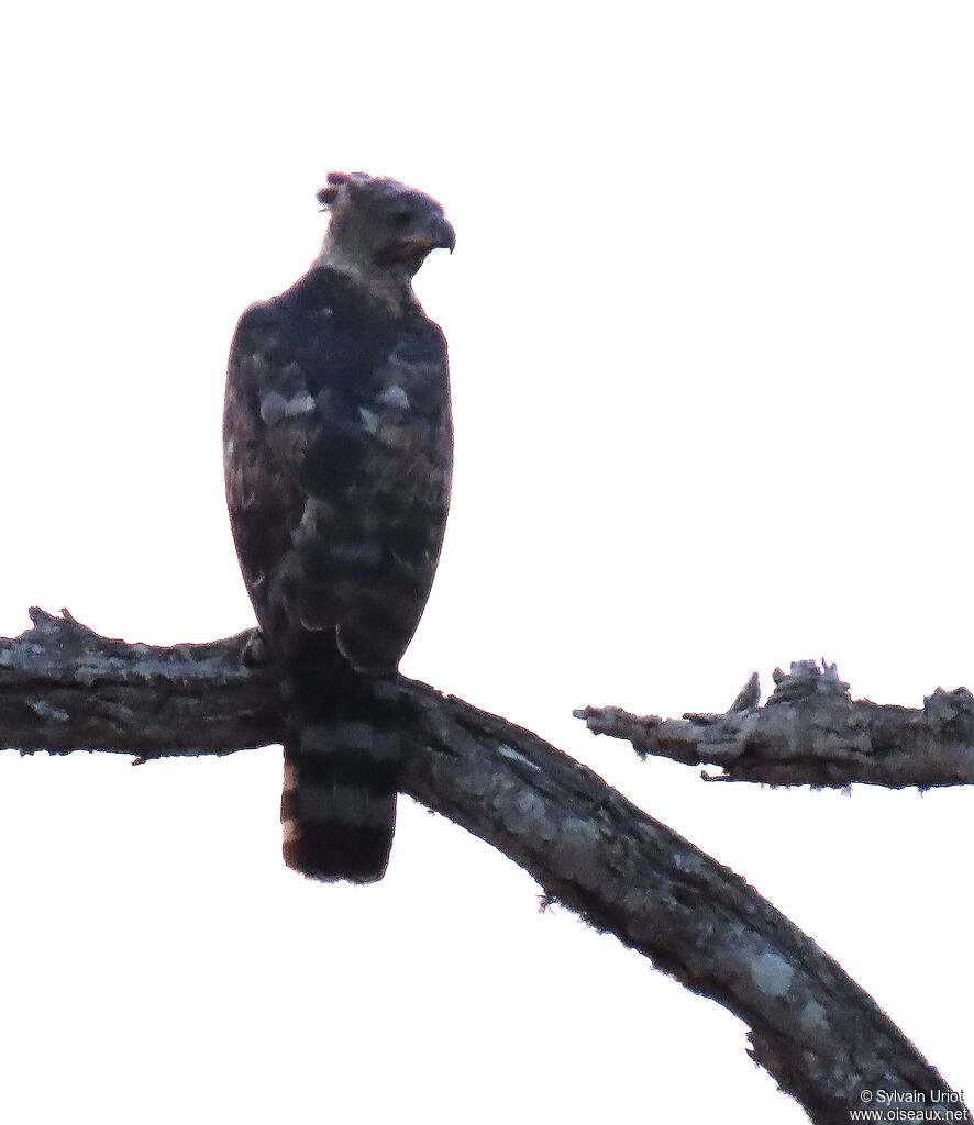 Aigle couronnéadulte