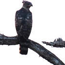 Aigle couronné