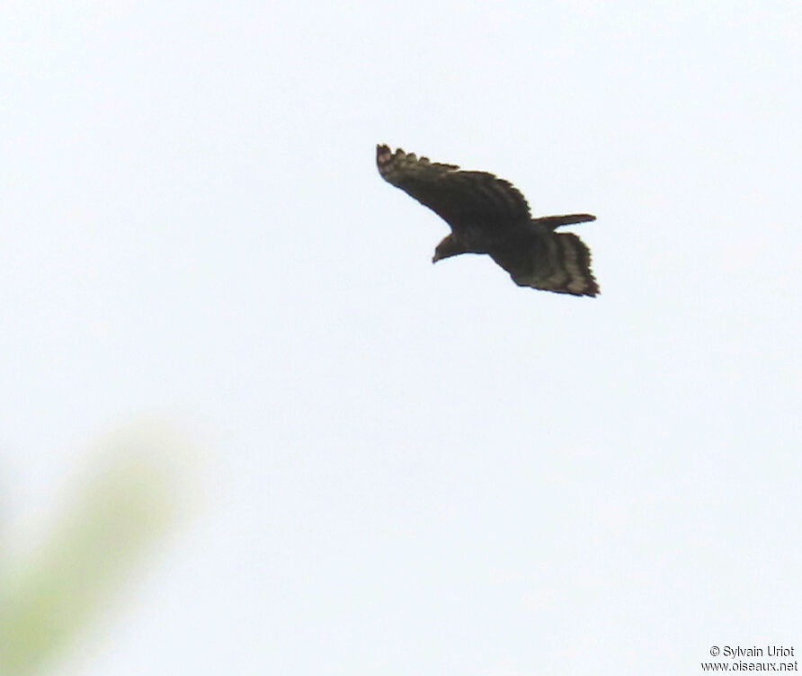 Aigle couronnéadulte