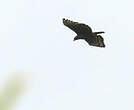 Aigle couronné