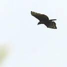 Aigle couronné