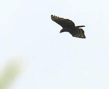 Aigle couronné