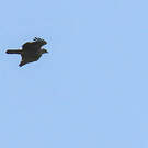 Aigle d'Ayres