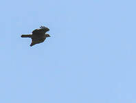Aigle d'Ayres