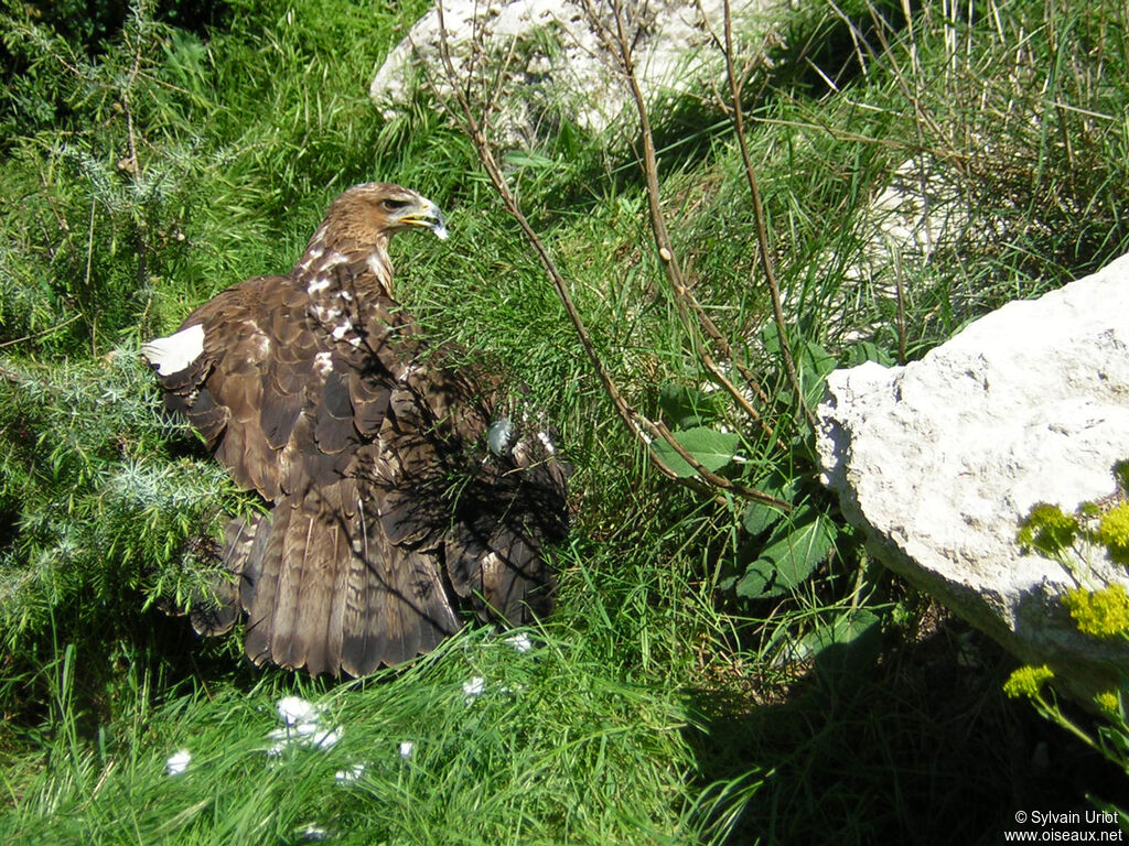 Aigle de Bonellisubadulte