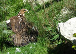 Aigle de Bonelli