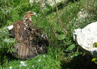 Aigle de Bonelli