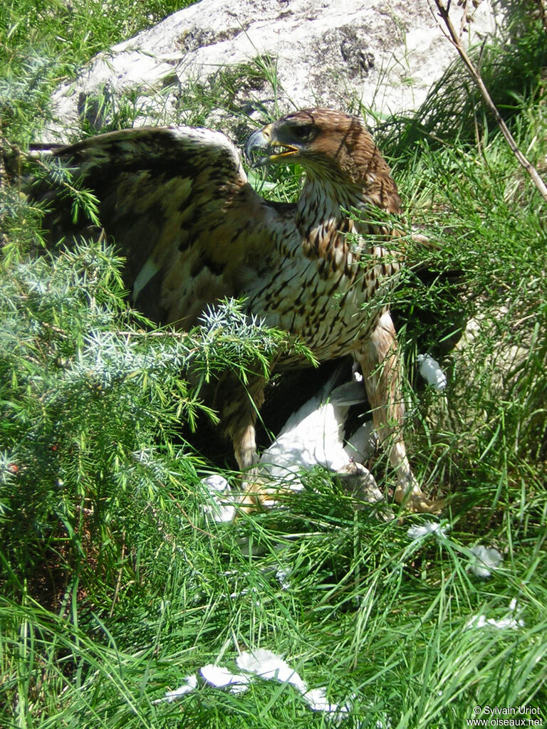 Bonelli's Eaglesubadult