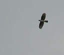 Aigle de Cassin
