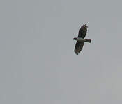 Aigle de Cassin