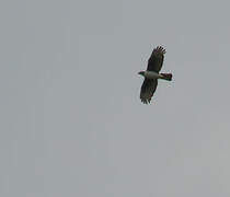 Aigle de Cassin