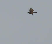 Aigle de Cassin