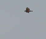 Aigle de Cassin