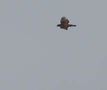Aigle de Cassin