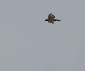 Aigle de Cassin
