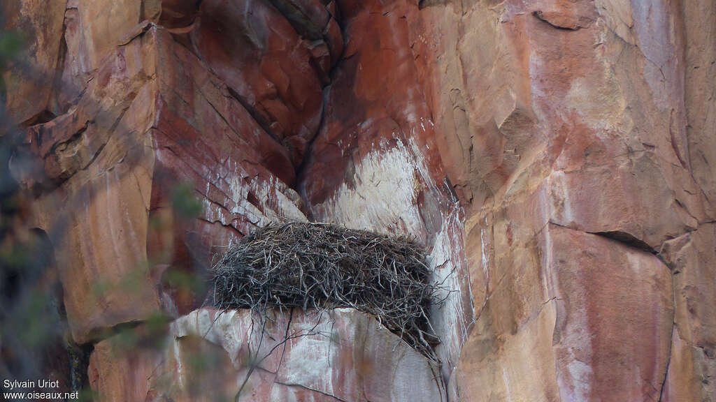 Verreaux's Eagle, Reproduction-nesting