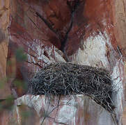 Verreaux's Eagle