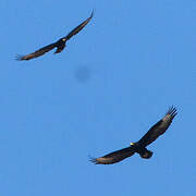 Verreaux's Eagle