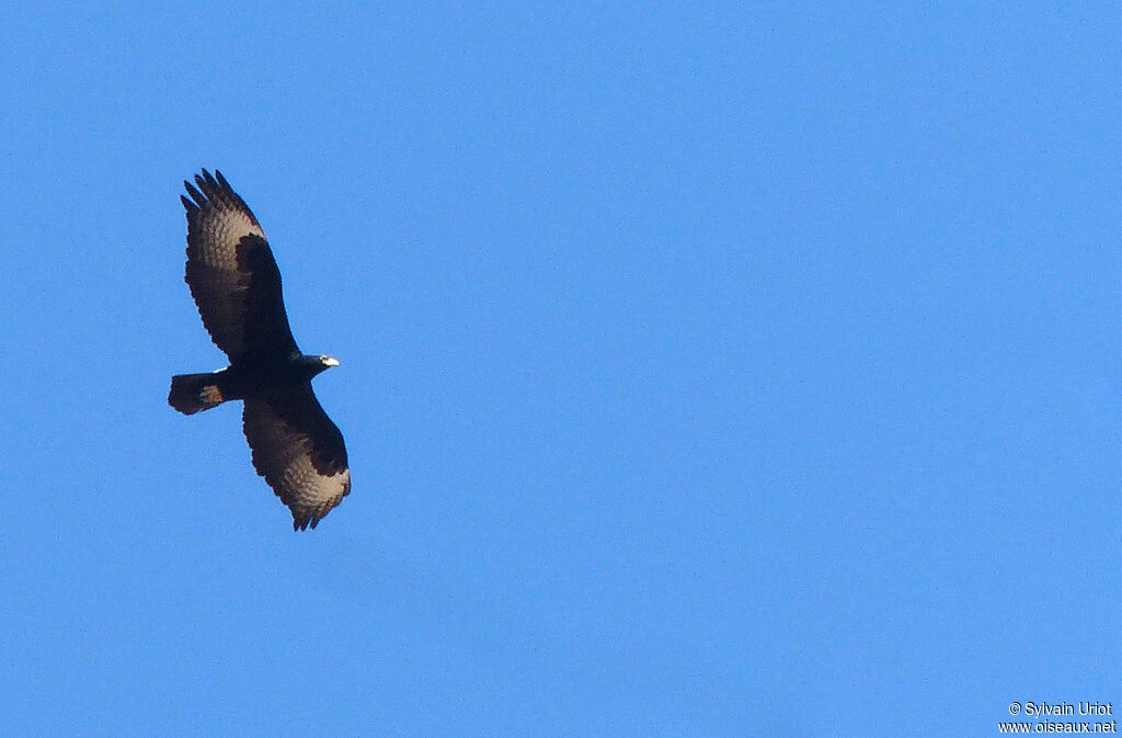 Aigle de Verreauxadulte