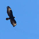 Aigle de Verreaux