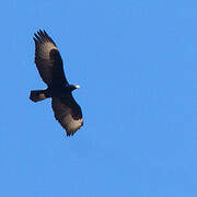 Verreaux's Eagle