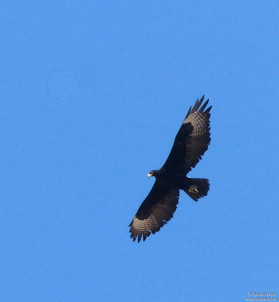 Aigle de Verreauxadulte