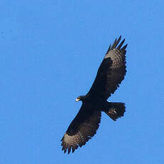 Aigle de Verreaux