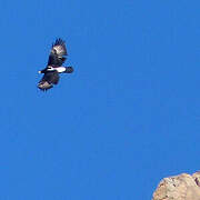 Aigle de Verreaux