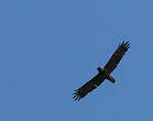 Aigle de Wahlberg