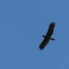 Aigle de Wahlberg
