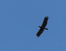 Aigle de Wahlberg
