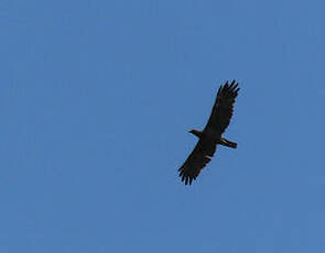 Aigle de Wahlberg