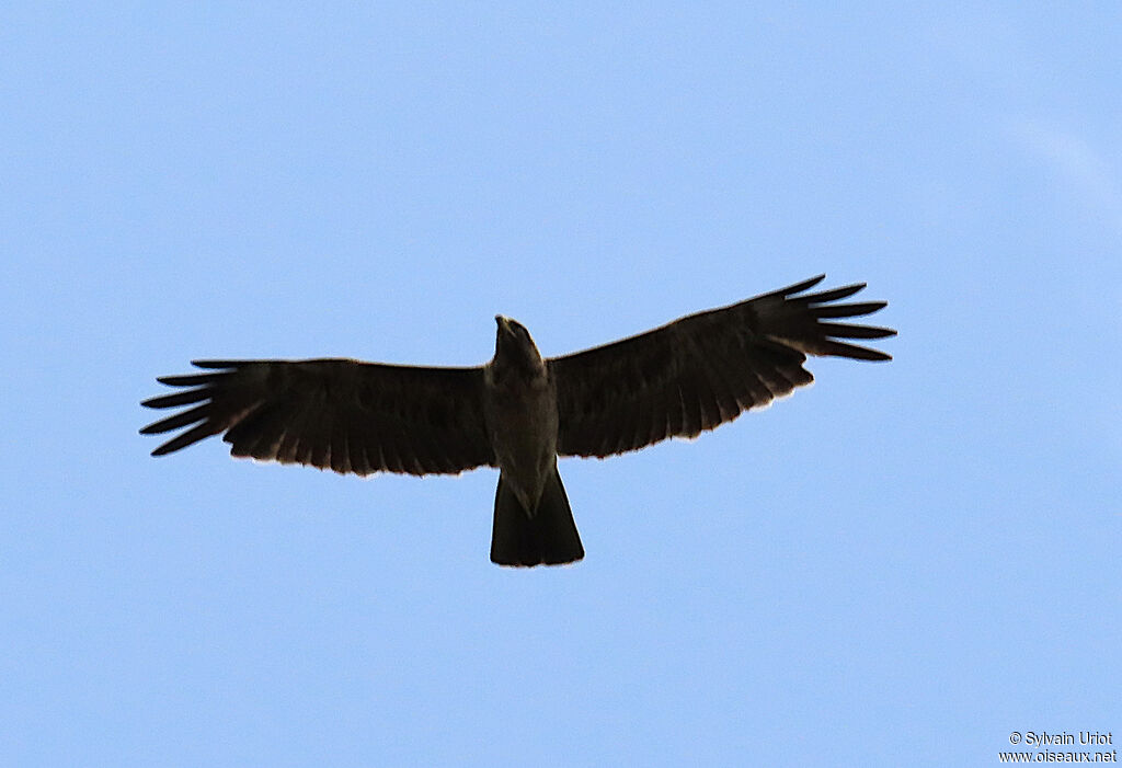 Aigle de Wahlbergadulte