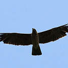 Aigle de Wahlberg