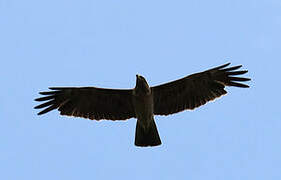 Aigle de Wahlberg