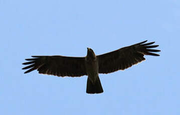 Aigle de Wahlberg