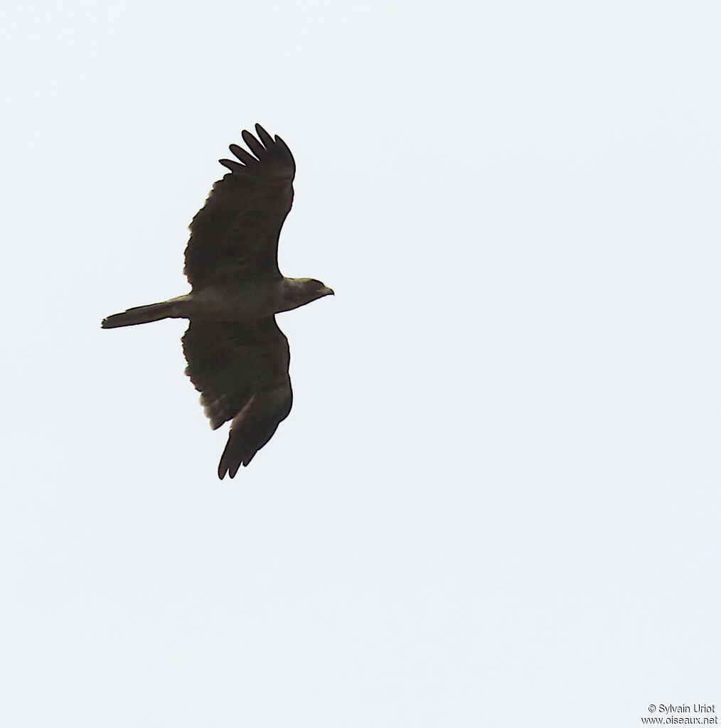 Aigle de Wahlbergadulte
