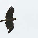 Aigle de Wahlberg