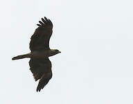 Aigle de Wahlberg