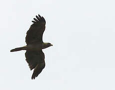 Aigle de Wahlberg