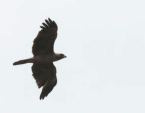 Aigle de Wahlberg