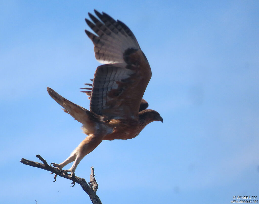 African Hawk-EagleFirst year