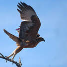 Aigle fascié