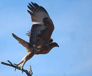 Aigle fascié